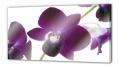 lila Orchidee